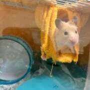 ヒメ日記 2025/09/17 15:12 投稿 鏡音　りん ノーパンパンスト スケベなOL梅田・兎我野店