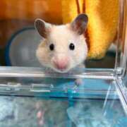 ヒメ日記 2025/09/19 14:20 投稿 鏡音　りん ノーパンパンスト スケベなOL梅田・兎我野店