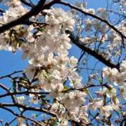 そら 春の空気を纏う 完熟ばなな新宿