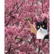 ヒメ日記 2025/04/04 13:54 投稿 もも 五反田みるみる(ユメオト)