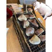 ヒメ日記 2025/05/17 15:55 投稿 もも 五反田みるみる(ユメオト)