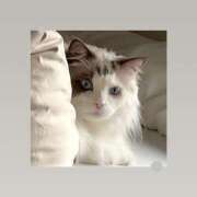 ヒメ日記 2026/04/06 09:13 投稿 芹澤　きこ AZITO V.I.P