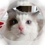 ヒメ日記 2026/04/13 09:42 投稿 芹澤　きこ AZITO V.I.P