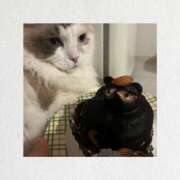 ヒメ日記 2026/09/17 08:02 投稿 芹澤　きこ AZITO V.I.P