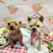 ヒメ日記 2025/03/20 23:29 投稿 ゆうな 名古屋回春性感マッサージ倶楽部