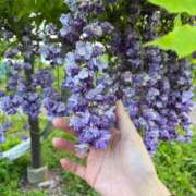 ヒメ日記 2025/05/15 21:09 投稿 ゆうな 名古屋回春性感マッサージ倶楽部