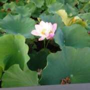 ヒメ日記 2025/09/13 20:09 投稿 ミサコ バニーコレクション秋田店