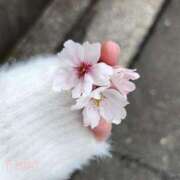 ヒメ日記 2025/04/20 10:16 投稿 かほ 横浜ハートショコラ（シンデレラグループ）