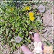 かほ はるはる！ 横浜ハートショコラ（シンデレラグループ）