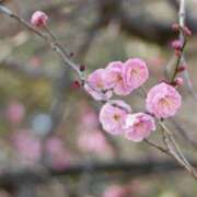 ヒメ日記 2024/02/15 18:28 投稿 あみ AVANCE福岡