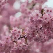 ヒメ日記 2025/03/16 01:09 投稿 きき VIVIDCREWマダムセカンドバージン 梅田店