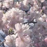 ヒメ日記 2025/04/05 20:11 投稿 きき VIVIDCREWマダムセカンドバージン 梅田店