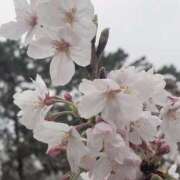 ヒメ日記 2025/04/07 11:53 投稿 きき VIVIDCREWマダムセカンドバージン 梅田店