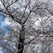 ヒメ日記 2025/04/08 13:55 投稿 きき VIVIDCREWマダムセカンドバージン 梅田店