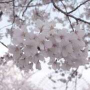 ヒメ日記 2025/04/09 22:34 投稿 きき VIVIDCREWマダムセカンドバージン 梅田店