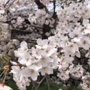 ヒメ日記 2025/04/12 15:55 投稿 きき VIVIDCREWマダムセカンドバージン 梅田店