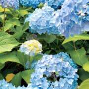 ヒメ日記 2025/06/13 12:06 投稿 きき VIVIDCREWマダムセカンドバージン 梅田店