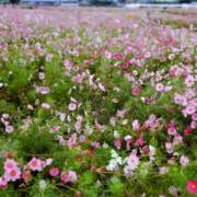 ヒメ日記 2025/10/26 17:05 投稿 きき VIVIDCREWマダムセカンドバージン 梅田店