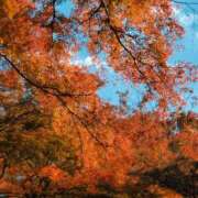 ヒメ日記 2025/11/21 18:41 投稿 きき VIVIDCREWマダムセカンドバージン 梅田店