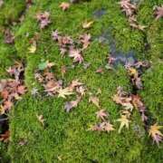 ヒメ日記 2025/11/28 20:35 投稿 きき VIVIDCREWマダムセカンドバージン 梅田店