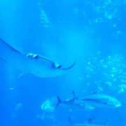 ヒメ日記 2025/12/07 18:18 投稿 きき VIVIDCREWマダムセカンドバージン 梅田店