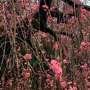 ヒメ日記 2026/02/27 21:55 投稿 きき VIVIDCREWマダムセカンドバージン 梅田店