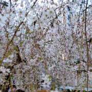 ヒメ日記 2026/03/28 09:23 投稿 きき VIVIDCREWマダムセカンドバージン 梅田店