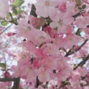 ヒメ日記 2026/04/03 22:09 投稿 きき VIVIDCREWマダムセカンドバージン 梅田店