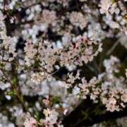 ヒメ日記 2026/04/06 14:02 投稿 きき VIVIDCREWマダムセカンドバージン 梅田店