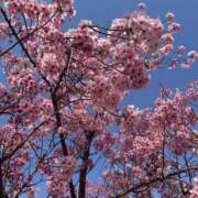 ヒメ日記 2025/04/05 12:53 投稿 こころ スピード梅田店