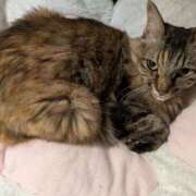 いちご 今日のこと 奴隷コレクション梅田店