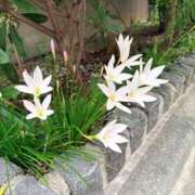 ヒメ日記 2026/08/19 03:46 投稿 千草(ちぐさ) 人妻出逢い会 百合の園 新宿店