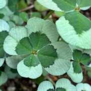 ヒメ日記 2026/04/19 15:47 投稿 みわ☆ 豊橋豊川ちゃんこ