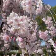 ヒメ日記 2025/04/23 01:20 投稿 あい Aroma Olive ～アロマオリーブ～