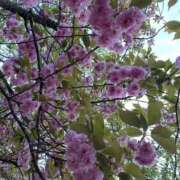 ヒメ日記 2025/05/06 00:20 投稿 あい Aroma Olive ～アロマオリーブ～