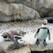 ヒメ日記 2025/07/17 01:40 投稿 あい Aroma Olive ～アロマオリーブ～