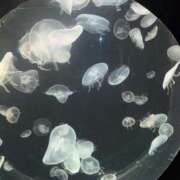 ヒメ日記 2024/12/28 04:33 投稿 のの 即プレイ専門店 性の極み