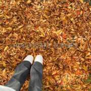 ヒメ日記 2025/11/23 23:47 投稿 星咲 ひまり バルボラ マリン