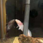 ヒメ日記 2025/09/12 22:09 投稿 るか G-SCANDAL