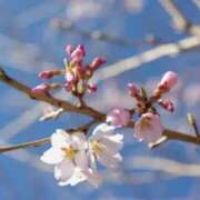 ヒメ日記 2025/02/26 14:38 投稿 鈴木まゆき(すずきまゆき) 五十路マダムエクスプレス厚木店(カサブランカグループ)