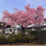 ヒメ日記 2025/03/09 05:34 投稿 鈴木まゆき(すずきまゆき) 五十路マダムエクスプレス厚木店(カサブランカグループ)