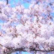 ヒメ日記 2025/03/17 14:46 投稿 鈴木まゆき(すずきまゆき) 五十路マダムエクスプレス厚木店(カサブランカグループ)