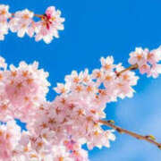 ヒメ日記 2025/03/26 06:20 投稿 鈴木まゆき(すずきまゆき) 五十路マダムエクスプレス厚木店(カサブランカグループ)