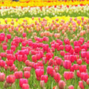 ヒメ日記 2025/04/04 07:48 投稿 鈴木まゆき(すずきまゆき) 五十路マダムエクスプレス厚木店(カサブランカグループ)