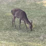 ヒメ日記 2025/04/10 06:50 投稿 鈴木まゆき(すずきまゆき) 五十路マダムエクスプレス厚木店(カサブランカグループ)