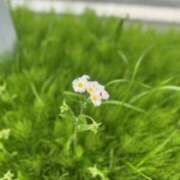 ヒメ日記 2025/04/18 10:18 投稿 鈴木まゆき(すずきまゆき) 五十路マダムエクスプレス厚木店(カサブランカグループ)