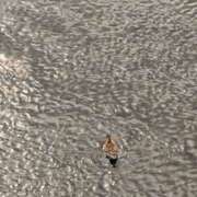 ヒメ日記 2025/04/20 14:50 投稿 鈴木まゆき(すずきまゆき) 五十路マダムエクスプレス厚木店(カサブランカグループ)