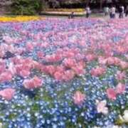 ヒメ日記 2025/04/22 16:44 投稿 鈴木まゆき(すずきまゆき) 五十路マダムエクスプレス厚木店(カサブランカグループ)