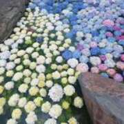 ヒメ日記 2025/05/12 06:20 投稿 鈴木まゆき(すずきまゆき) 五十路マダムエクスプレス厚木店(カサブランカグループ)