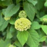 ヒメ日記 2025/05/24 20:26 投稿 鈴木まゆき(すずきまゆき) 五十路マダムエクスプレス厚木店(カサブランカグループ)